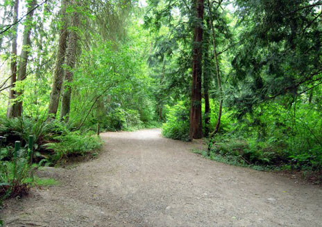 Path with trees